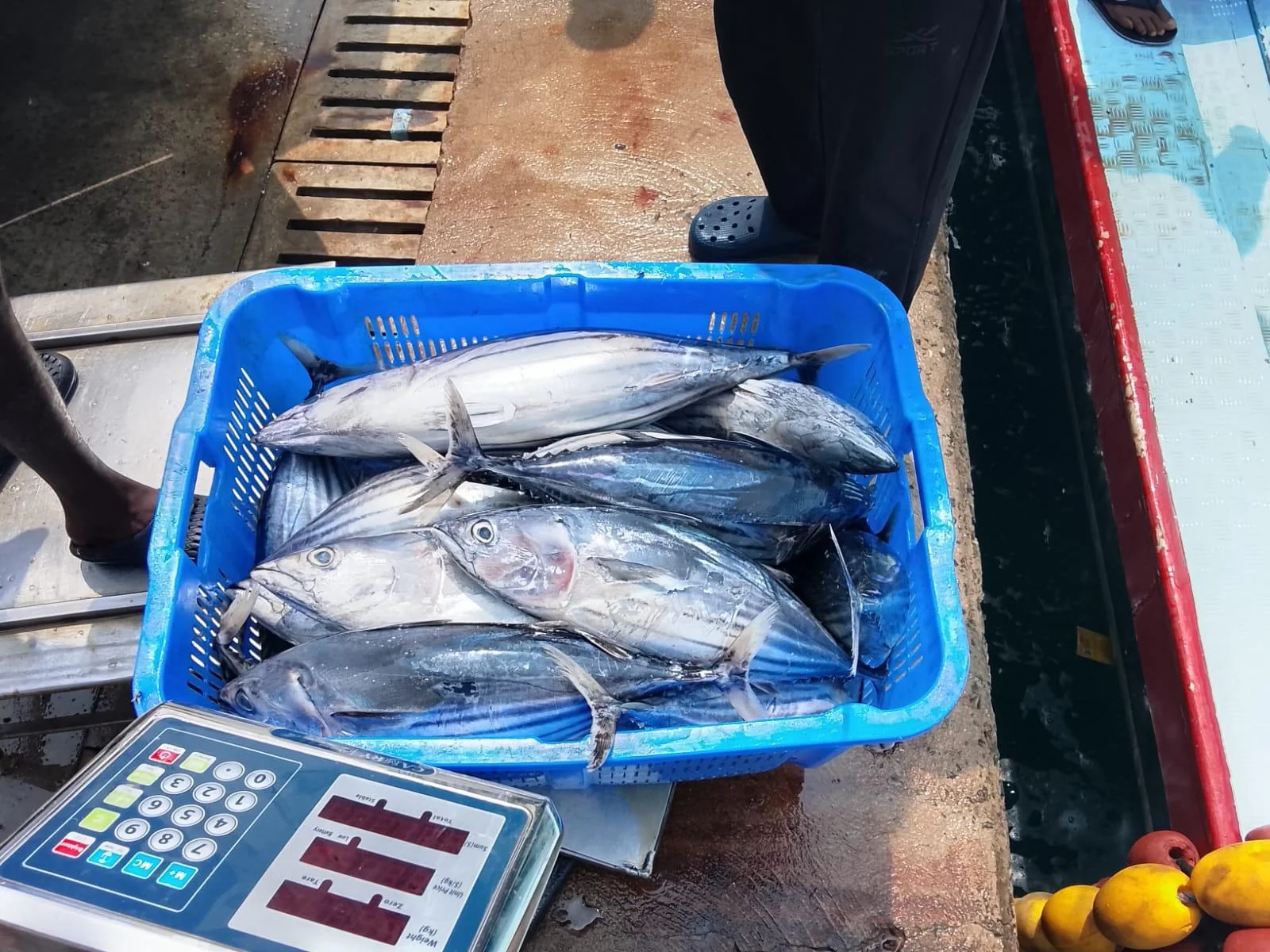 Fish weighing at receiving